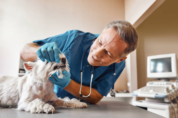 Best Pediatric Emergency Dentist in Muncy, PA